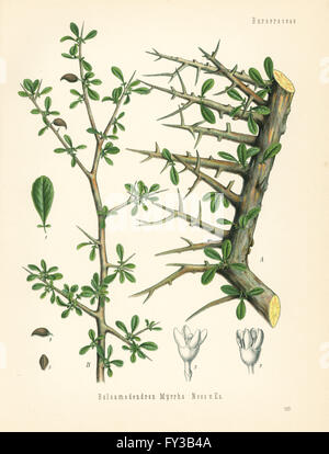 La myrrhe, Commiphora myrrha (Balsamodendron myrrha). Chromolithographie après une illustration botanique de Hermann Adolph Koehler's Plantes médicinales, sous la direction de Gustav Pabst, Koehler, Allemagne, 1887. Banque D'Images