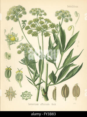 Levisticum officinale livèche,. Chromolithographie après une illustration botanique par Walther Hermann Muller d'Adolph Koehler's Plantes médicinales, sous la direction de Gustav Pabst, Koehler, Allemagne, 1887. Banque D'Images