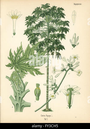 La papaye ou arbre, papaye Carica papaya. Chromolithographie après une illustration botanique de Hermann Adolph Koehler's Plantes médicinales, sous la direction de Gustav Pabst, Koehler, Allemagne, 1887. Banque D'Images