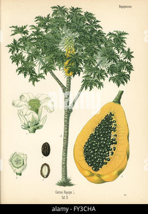 La papaye ou arbre, papaye Carica papaya, avec des fruits mûrs dans la section. Chromolithographie après une illustration botanique de Hermann Adolph Koehler's Plantes médicinales, sous la direction de Gustav Pabst, Koehler, Allemagne, 1887. Banque D'Images