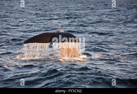 Queue de baleine avec de l'eau gouttes Banque D'Images