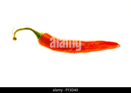 Seul chili avec gouttes d'eau sur fond blanc Banque D'Images