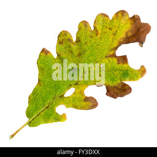 Automne feuilles d'un chêne sessile, surface supérieure, Quercus petraea Banque D'Images