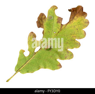 Automne feuilles d'un chêne sessile, sous la surface, Quercus petraea Banque D'Images