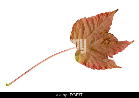 De sous une feuille de lierre de Boston à l'automne, du Parthenocissus tricuspidata Banque D'Images