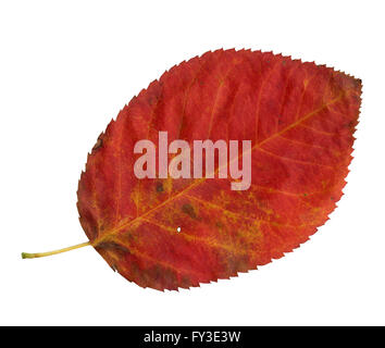 Surface supérieure d'une feuille de la Snowy Mespilus Amelanchier ovalis en automne, Banque D'Images