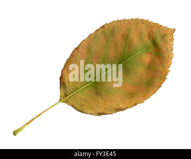 D'une feuille sous de la Snowy Mespilus Amelanchier ovalis en automne, Banque D'Images