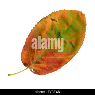 Surface supérieure d'une feuille de la Snowy Mespilus Amelanchier ovalis en automne, Banque D'Images