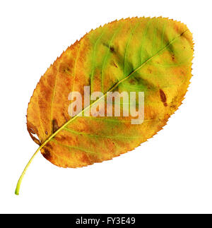 D'une feuille sous de la Snowy Mespilus Amelanchier ovalis en automne, Banque D'Images