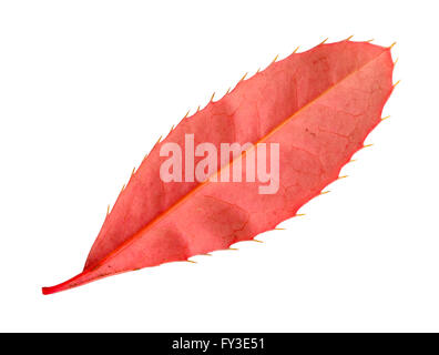 D'une feuille de sous le raisin d'Oregon à l'automne, Mahonia aquifolium Banque D'Images