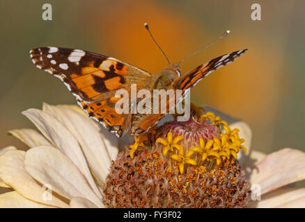 Close up of Painted Lady butterfly sur zinnia fleur Banque D'Images