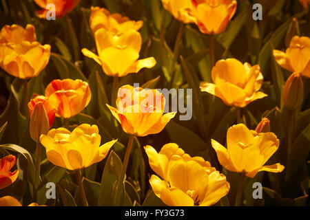 Les tulipes en fleurs, Hershey Gardens, Hershey, Pennsylvanie, USA Banque D'Images