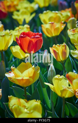 Les tulipes en fleurs, Hershey Gardens, Hershey, Pennsylvanie, USA Banque D'Images