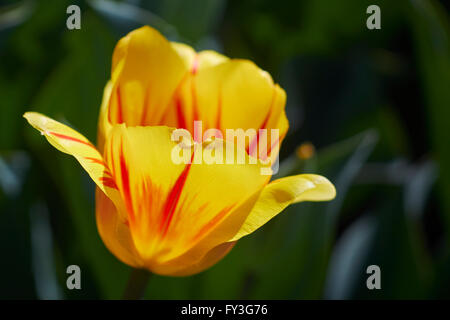 Les tulipes en fleurs, Hershey Gardens, Hershey, Pennsylvanie, USA Banque D'Images