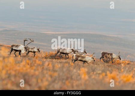 Un caribou mâle suit son harem dans la toundra de l'Alaska pendant l'automne de l'ornière. Banque D'Images