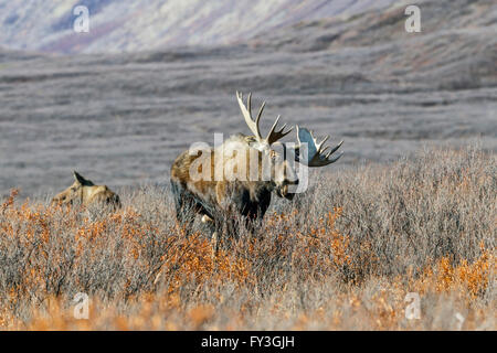 Bull Moose se nourrir dans la toundra à distance dans les montagnes de l'Alaska pendant l'automne de l'Ornière Banque D'Images