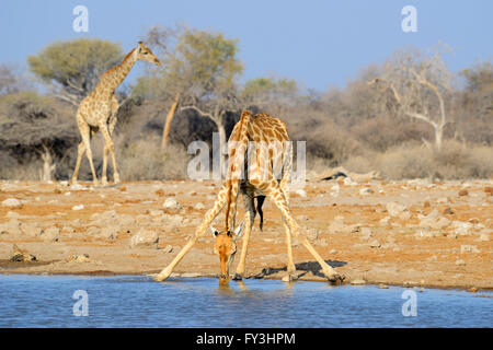 Girafe (Giraffa camelopardalis) cintrage de boire au Klein Namutoni Waterhole dans Etosha National Park, Namibie Banque D'Images