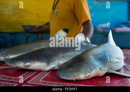 La vente et l'achat de petits requins. Gypsy village de pêche. Koh Mook (Muk) est une petite île rocheuse au large de la côte de la province de Trang. Banque D'Images