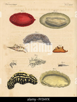 Limaces de mer : Phyllidia varicosa 1,2, Tergipes Aeolidia papillosa limacina 3,4, 5, 6, 1950-1997 Scyllaea Tritonia hombergii Polycera quadrilineata 8, 7, et Platydoris argo 9,10. Coloriée à la gravure sur cuivre de Johann Friedrich de Bertuch Bilderbuch fur Kinder (Livre d'images pour les enfants), Weimar, 1823. Banque D'Images