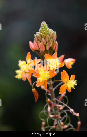 Fleur du couvre-sol d'ornement, Bulbine frutescens succulentes Banque D'Images