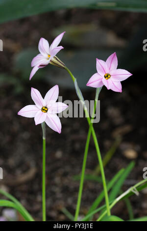 Au printemps lilas fleurs de la trientale boréale, le bulbe d'Ipheion uniflorum n 'Tessa' Banque D'Images