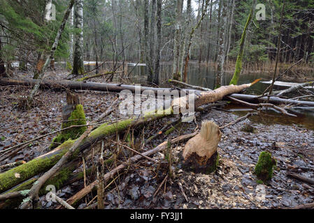 Les arbres qui ont été rongés par les castors sur la rive du fleuve Banque D'Images