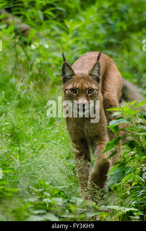 Lynx eurasien marche à travers les arbustes Banque D'Images