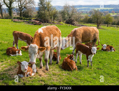 Bovins Hereford à Acton en pierre avec Wenlock Edge dans la distance, le Shropshire. Banque D'Images
