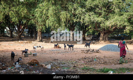 Femme indienne prendre soin de son troupeau de chèvres dans le pays à l'extérieur du village de Kuilapalayam, Auroville, l'Asie Banque D'Images