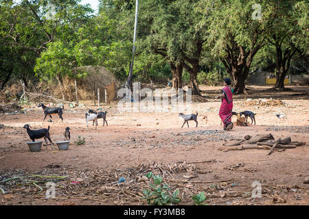 Femme indienne prendre soin de son troupeau de chèvres dans le pays à l'extérieur du village de Kuilapalayam, Auroville, l'Asie Banque D'Images