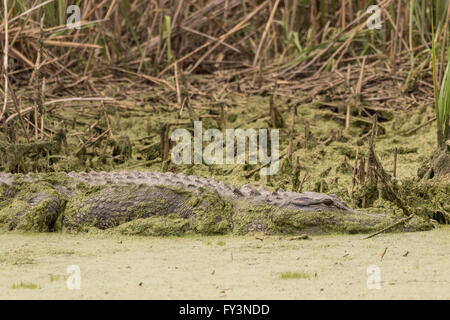 Un alligator se cache dans la lentille d'eau le long d'une voie navigable dans l'Donnelley Wildlife Management Area 20 avril 2016 à Green Pond, en Caroline du Sud. La préservation fait partie de la nature du bassin d'ACE pour les réfugiés, l'un des plus grands estuaires non développées le long de la côte atlantique des États-Unis. Banque D'Images