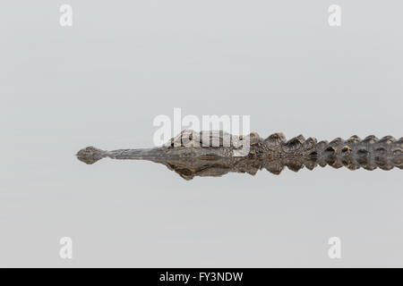 Un alligator se reflète dans les eaux calmes de l'étang dans le Lodge Donnelley Wildlife Management Area 20 avril 2016 à Green Pond, en Caroline du Sud. La préservation fait partie de la nature du bassin d'ACE pour les réfugiés, l'un des plus grands estuaires non développées le long de la côte atlantique des États-Unis. Banque D'Images