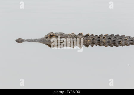 Un alligator se reflète dans les eaux calmes de l'étang dans le Lodge Donnelley Wildlife Management Area 20 avril 2016 à Green Pond, en Caroline du Sud. La préservation fait partie de la nature du bassin d'ACE pour les réfugiés, l'un des plus grands estuaires non développées le long de la côte atlantique des États-Unis. Banque D'Images