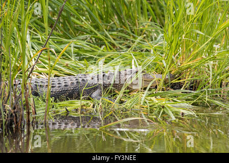 Un alligator sa dans une banque à couvert de roseaux dans l'Étang Lodge Donnelley Wildlife Management Area 20 avril 2016 à Green Pond, en Caroline du Sud. La préservation fait partie de la nature du bassin d'ACE pour les réfugiés, l'un des plus grands estuaires non développées le long de la côte atlantique des États-Unis. Banque D'Images