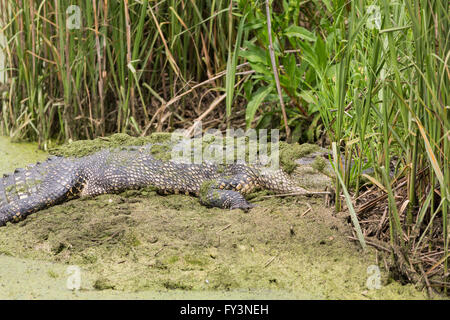 Un alligator se cache dans les roseaux le long d'une banque à Lodge étang dans le Donnelley Wildlife Management Area 20 avril 2016 à Green Pond, en Caroline du Sud. La préservation fait partie de la nature du bassin d'ACE pour les réfugiés, l'un des plus grands estuaires non développées le long de la côte atlantique des États-Unis. Banque D'Images