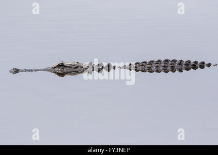 Un alligator se reflète dans les eaux calmes de l'étang dans le Lodge Donnelley Wildlife Management Area 20 avril 2016 à Green Pond, en Caroline du Sud. La préservation fait partie de la nature du bassin d'ACE pour les réfugiés, l'un des plus grands estuaires non développées le long de la côte atlantique des États-Unis. Banque D'Images