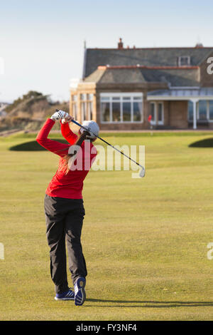 La lecture d'un golfeur dame tourné à partir de la dix-huitième fairway à la mise au vert de Royal Troon Golf Club, Troon, Ayrshire, Ecosse, Banque D'Images