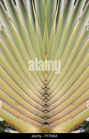 Feuilles de la tige de bases sur un Palm ou voyageurs Ravenala madagascariensis dans le jardin. Banque D'Images