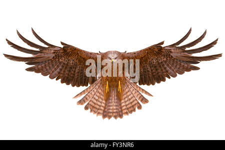 Bird Flying Eagle part dessiner sur fond blanc illustration. Banque D'Images