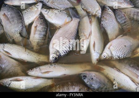 Poissons morts parce que les eaux usées de l'usine industrielle. Banque D'Images