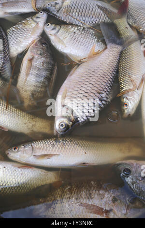 Poissons morts parce que les eaux usées de l'usine industrielle. Banque D'Images