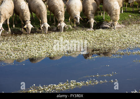 Boire d'une brebis flux lent avec de l'eau commune-crowfoot fleurs dans l'eau. Banque D'Images