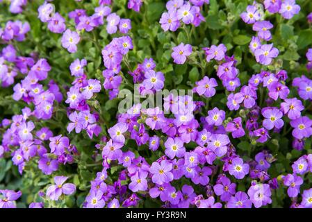 Close up of purple fleurs d'un jardin en fleurs aubrieta Banque D'Images