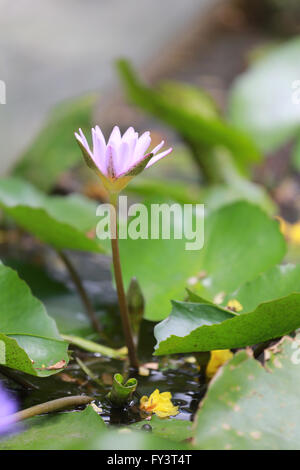 Lotus rose dans un étang avec des fleurs le matin et feuilles vertes entourant. Banque D'Images