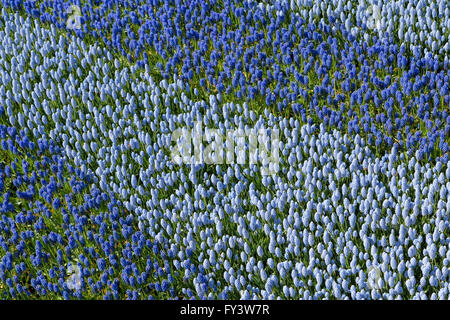 Muscari, formant une partie d'une mosaïque de fleurs, appelé "l'âge d'Or'' au Keukenhof, Lisse, Hollande méridionale, Pays-Bas. Banque D'Images