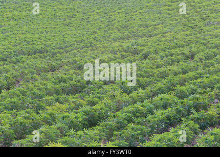 Plantation de manioc dans les zones rurales de l'agriculture de Thaïlande. Banque D'Images