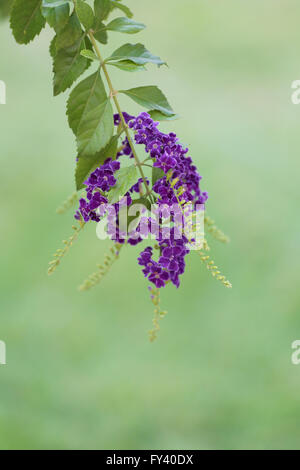 Fleur violette dans le nom est 'Pigeon' berry sont en fleurs dans le jardin. Banque D'Images