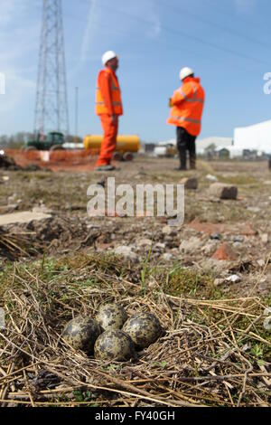 Sociable Vanellus vanellus Nid et oeufs dans le domaine de la construction, l'arrêt de travail jusqu'à ce que les poussins ont Banque D'Images
