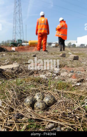 Sociable Vanellus vanellus nid et œufs sur zone de construction l'arrêt de travail jusqu'à ce que les poussins ont Banque D'Images