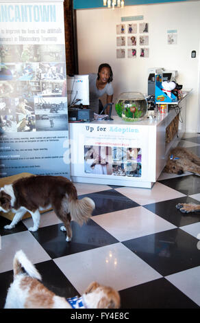 @FITS Dog Hotel et Daycare Centre au Cap - Afrique du Sud Banque D'Images